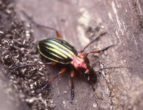 Réf. 315 586 : Carabus auronitens